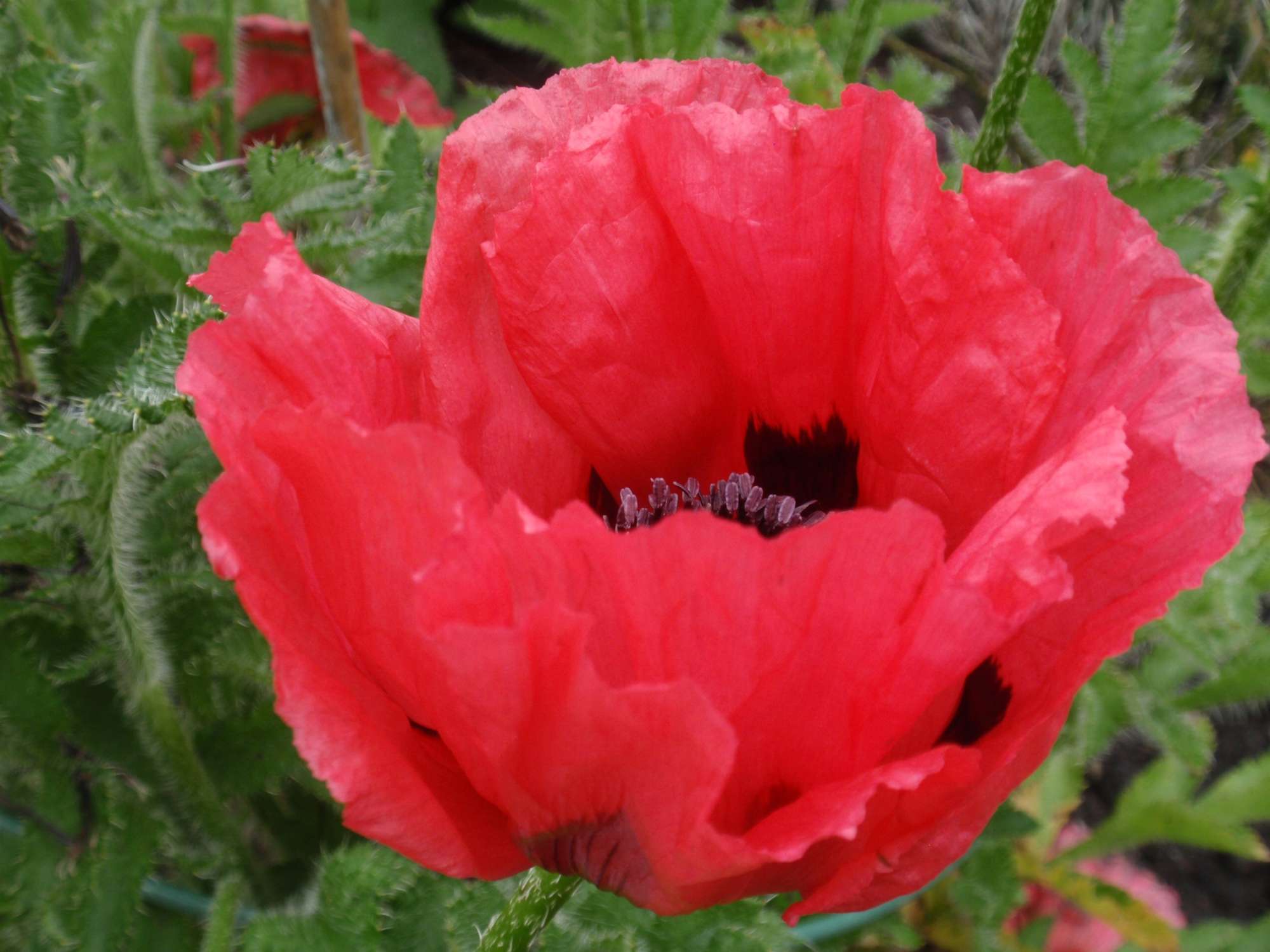 Jättevallmo 'Watermelon'